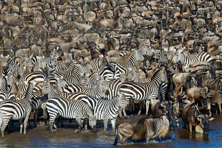 6-Day Wildebeest Migration Safari: Serengeti, Ngorongoro & Tarangire Camping photo 4