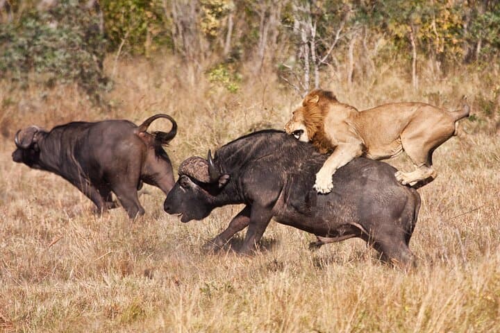 3-Day Serengeti and Ngorongoro Crater Safari: Big Cats, Wildebeest & Rim Camps