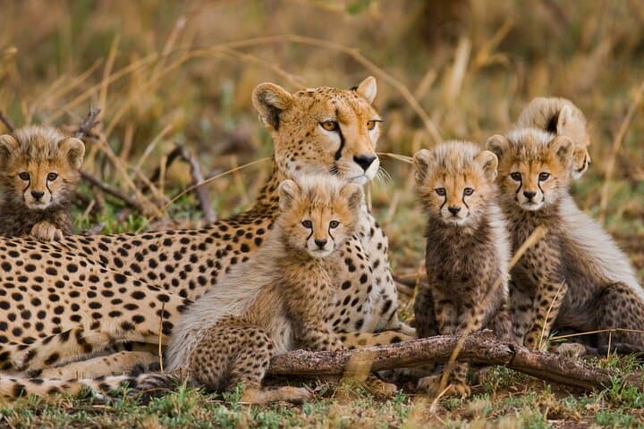 3-Day Serengeti and Ngorongoro Crater Safari: Big Cats, Wildebeest & Rim Camps photo 2