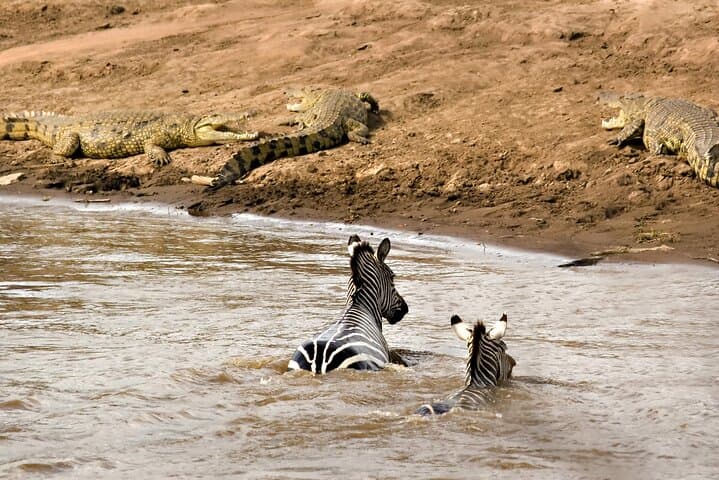 3-Day Serengeti and Ngorongoro Crater Safari: Big Cats, Wildebeest & Rim Camps photo 4