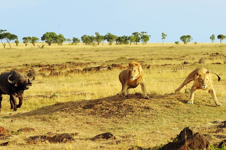 3-Day Serengeti and Ngorongoro Crater Safari: Big Cats, Wildebeest & Rim Camps photo 5