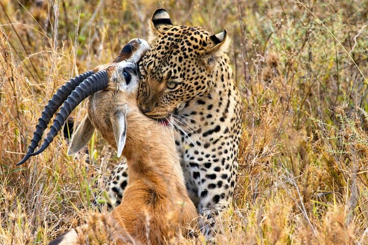3-Day Serengeti and Ngorongoro Crater Safari: Big Cats, Wildebeest & Rim Camps photo 6