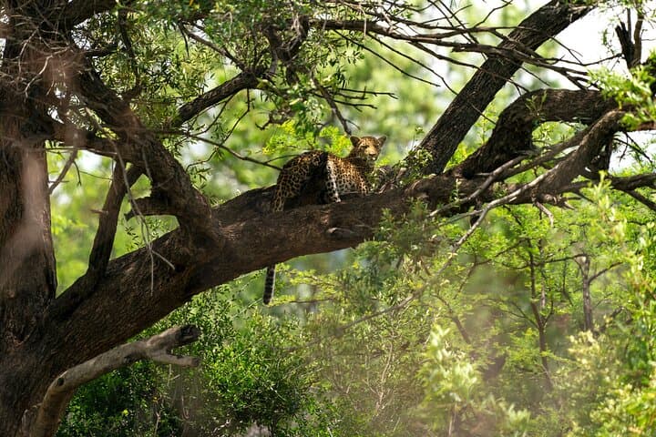 Full-Day Personalized Pilanesberg Safari from Johannesburg