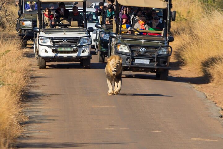 Full-Day Personalized Pilanesberg Safari from Johannesburg photo 2