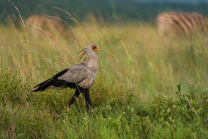 Full-Day Personalized Pilanesberg Safari from Johannesburg photo 3