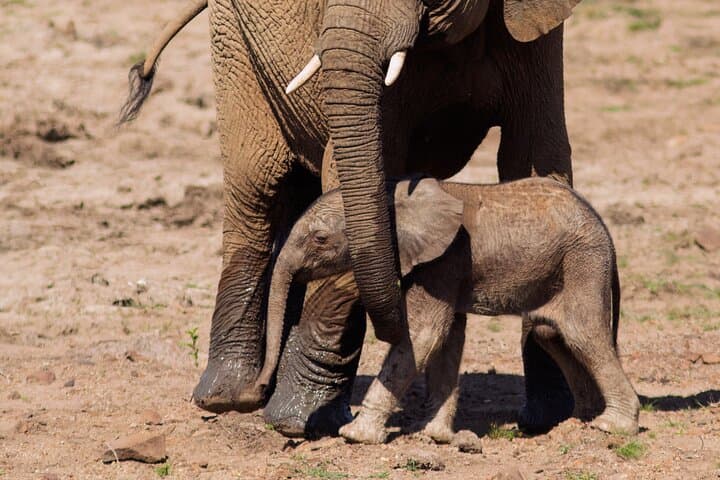 Full-Day Personalized Pilanesberg Safari from Johannesburg photo 4