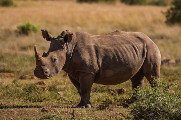 Full-Day Personalized Pilanesberg Safari from Johannesburg photo 5