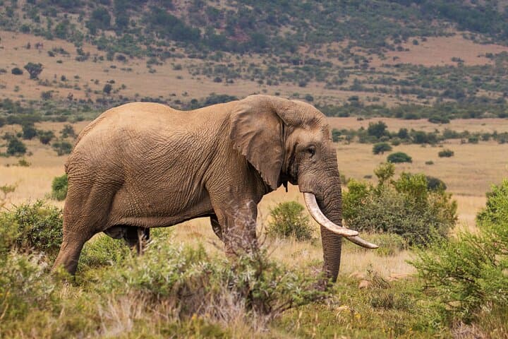 Full-Day Personalized Pilanesberg Safari from Johannesburg photo 6