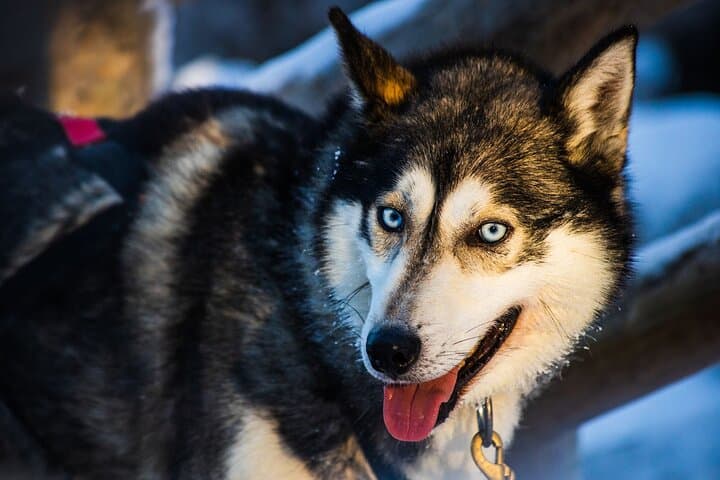 Rovaniemi Arctic Animals Combo: Reindeer Driving & Husky Safari photo 2