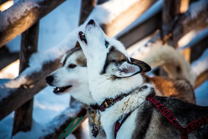 Rovaniemi Arctic Animals Combo: Reindeer Driving & Husky Safari photo 3