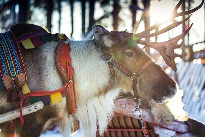 Rovaniemi Arctic Animals Combo: Reindeer Driving & Husky Safari photo 4