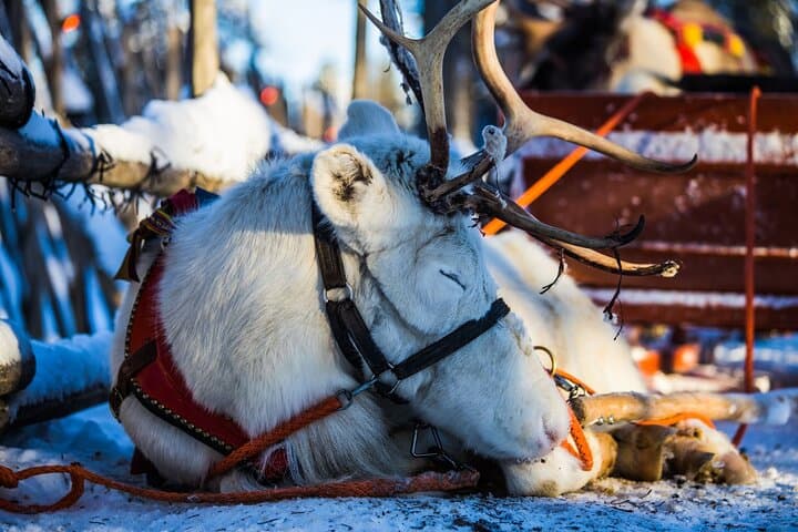 Rovaniemi Arctic Animals Combo: Reindeer Driving & Husky Safari photo 5