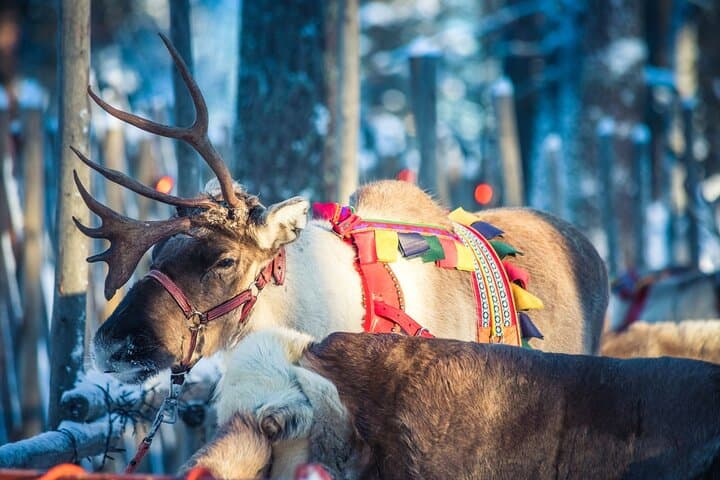 Rovaniemi Arctic Animals Combo: Reindeer Driving & Husky Safari photo 6