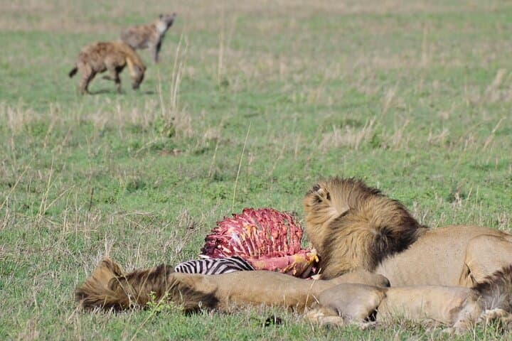 Full-Day Ngorongoro Crater Safari: Big Five Game Drive from Arusha
