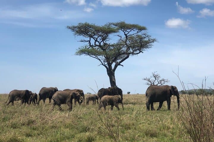 Full-Day Ngorongoro Crater Safari: Big Five Game Drive from Arusha photo 2