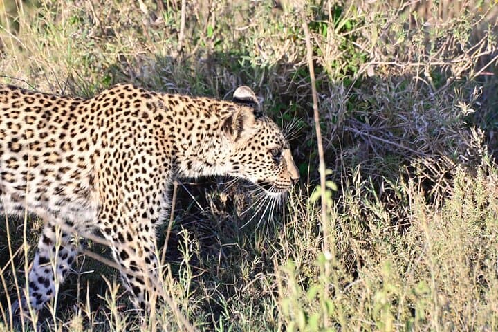 Full-Day Ngorongoro Crater Safari: Big Five Game Drive from Arusha photo 3