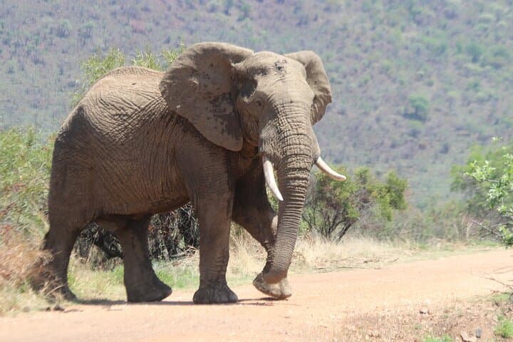 Pilanesberg Game Drive: Big Five Safari from Pretoria with Lunch photo 3