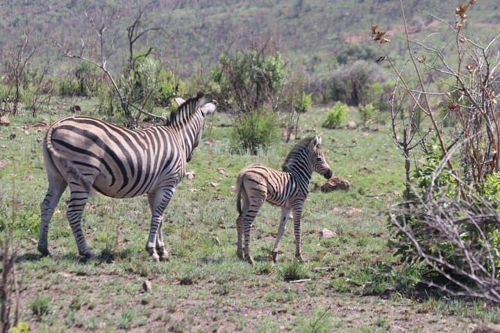Pilanesberg Game Drive: Big Five Safari from Pretoria with Lunch photo 4