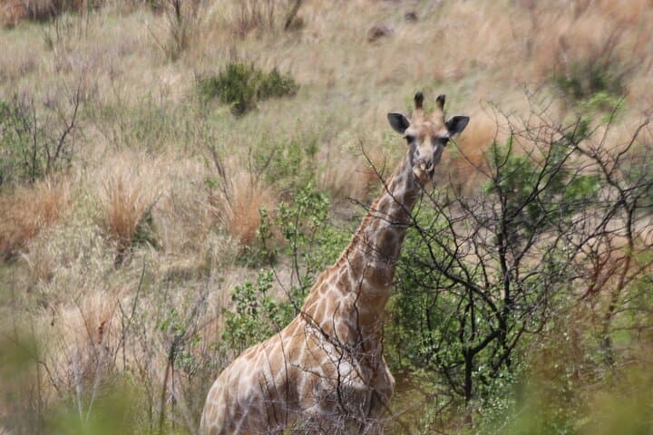 Pilanesberg Game Drive: Big Five Safari from Pretoria with Lunch photo 6