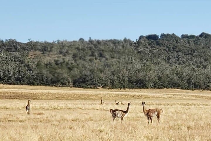Full-Day Cabo San Pablo & Estancia Pirinaica Tour from Ushuaia photo 6