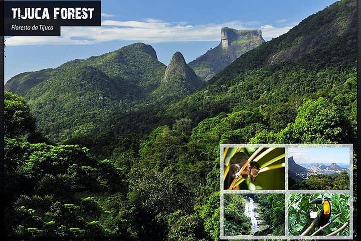 Tijuca National Park Eco Hiking Tour: Forest Trails, Waterfalls & Pico Views photo 1
