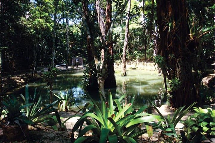 Tijuca National Park Eco Hiking Tour: Forest Trails, Waterfalls & Pico Views photo 2