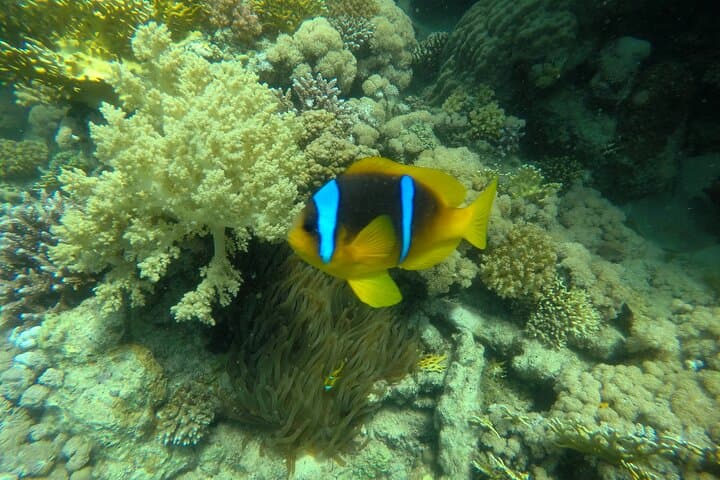 Sataya Overnight: 2-Day Liveaboard to Egypt’s Dolphin Reef photo 3