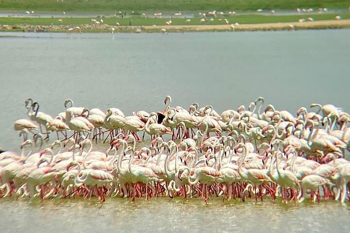 3-Day Amboseli Safari: Private 2-Night Expedition to See Elephants & Kilimanjaro photo 4