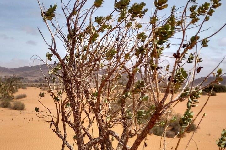 2-Day Sahara Desert Trip From Agadir: Legzira Arches, El Borj Dunes & Tighmert Oasis photo 4