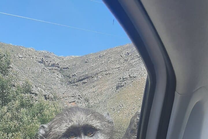 Drive the Cape Peninsula: Cape Point, Chapman's Peak & Seal Island Ferry photo 5