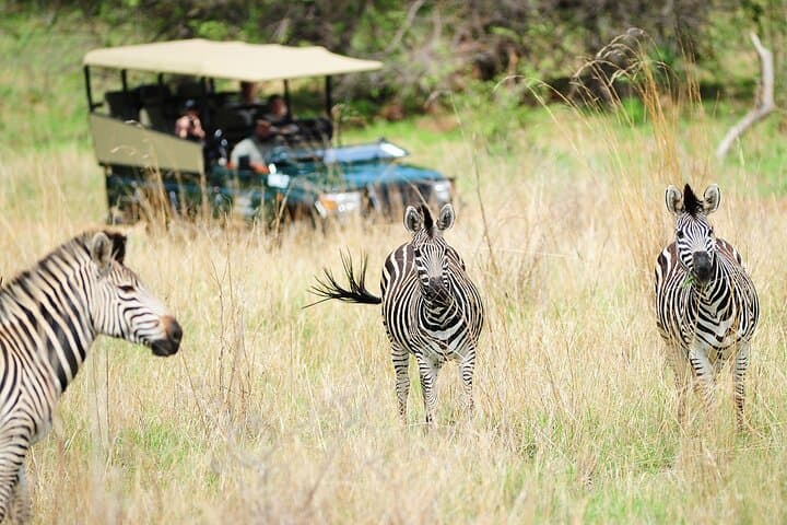 Hwange Day Trip Safari from Victoria Falls — Big Five Game Drives & Lunch