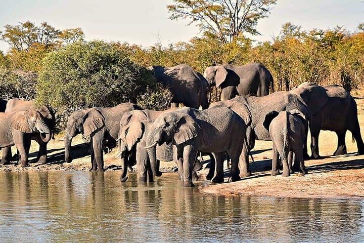 Hwange Day Trip Safari from Victoria Falls — Big Five Game Drives & Lunch photo 2
