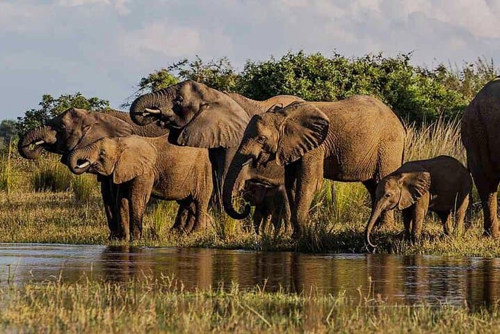 Hwange Day Trip Safari from Victoria Falls — Big Five Game Drives & Lunch photo 4