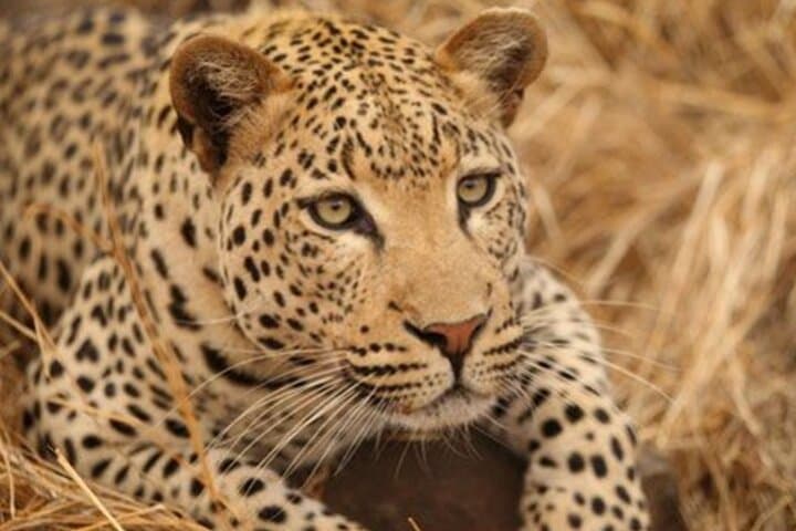 Hwange Day Trip Safari from Victoria Falls — Big Five Game Drives & Lunch photo 5