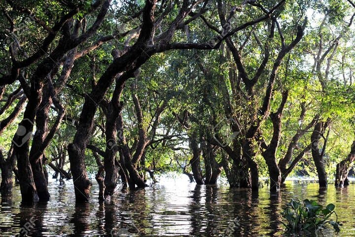Exploring Kompong Phluk: Tonle Sap Stilt Villages & Flooded Forest Half-Day Tour photo 4
