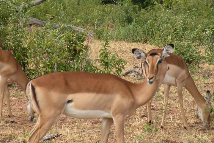 Hwange Day Trip Safari from Victoria Falls — Big Five Game Drives & Lunch photo 6