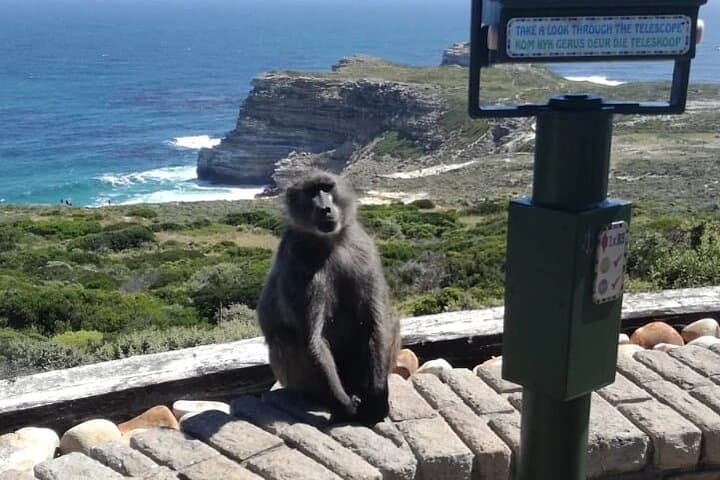3-Day Private Cape Town Tour: Peninsula, Penguins, Table Mountain & Wine Tasting photo 2