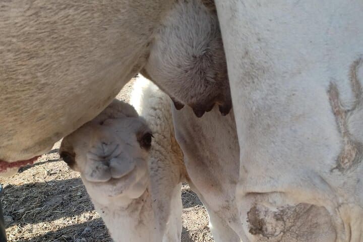 Camel Safari in Agafay Desert: Half-Day Camel Ride and Moroccan Lunch from Marrakech photo 2