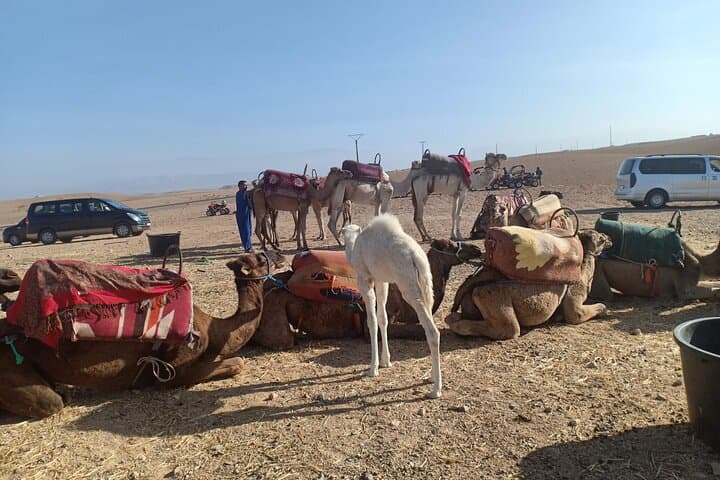 Camel Safari in Agafay Desert: Half-Day Camel Ride and Moroccan Lunch from Marrakech photo 6