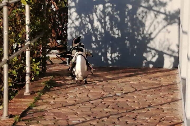 3-Day Private Cape Town Tour: Peninsula, Penguins, Table Mountain & Wine Tasting photo 4