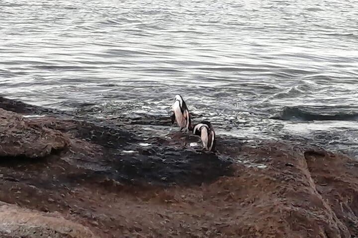 3-Day Private Cape Town Tour: Peninsula, Penguins, Table Mountain & Wine Tasting photo 5
