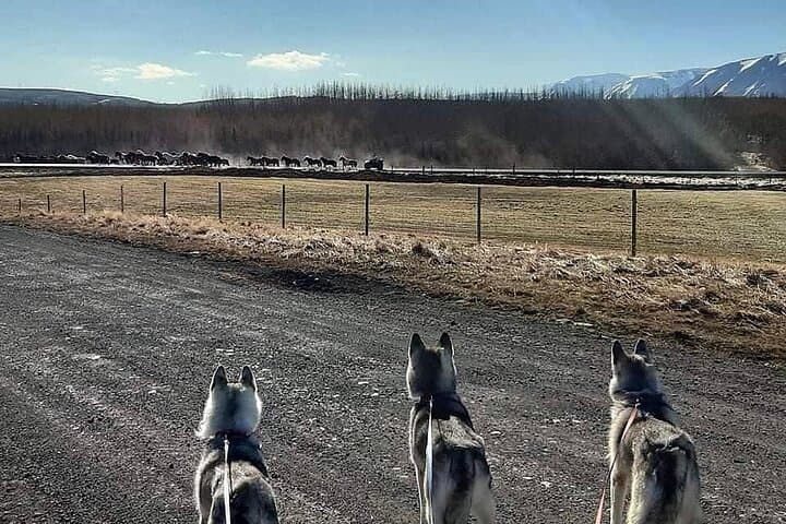 Hiking with Huskies Around Akureyri: Private 2-Hour Countryside Walk