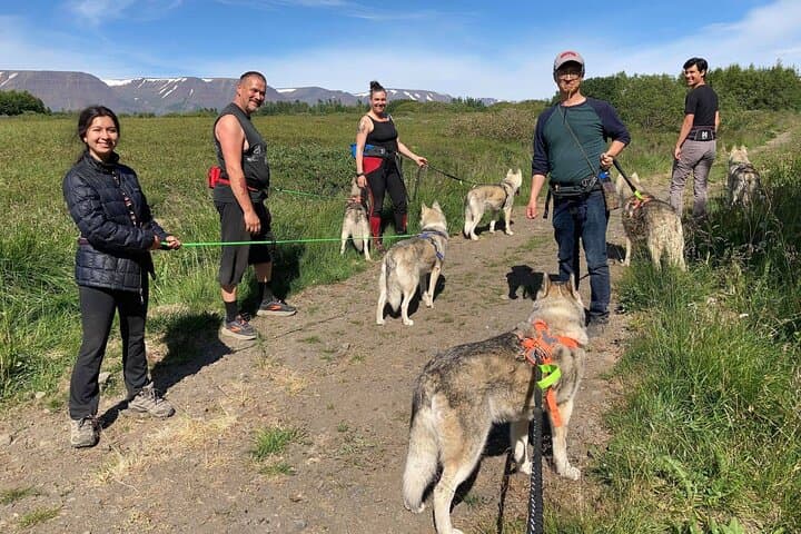 Hiking with Huskies Around Akureyri: Private 2-Hour Countryside Walk photo 6
