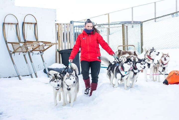 Husky Dog Sledding near Akureyri: Fjord-Side Winter Sled Tours photo 5