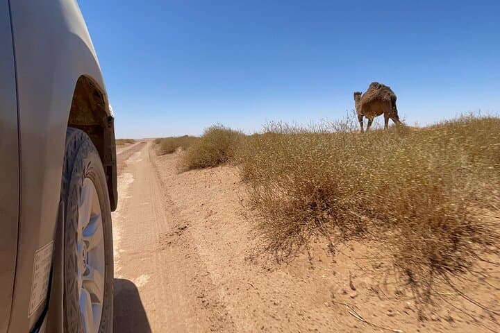 2-Day Zagora Desert Overnight: Camel Trek & Private Nomad Camp from Marrakech photo 3