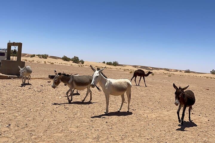2-Day Zagora Desert Overnight: Camel Trek & Private Nomad Camp from Marrakech photo 5