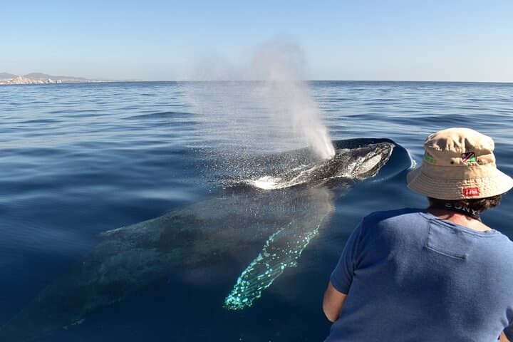 Cabo Whale Watching with Women Crew — Guaranteed Sightings & Free Photos