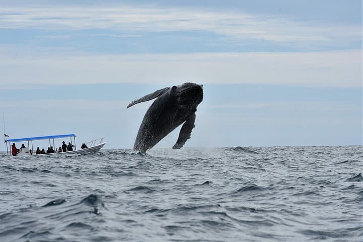 Cabo Whale Watching with Women Crew — Guaranteed Sightings & Free Photos photo 4