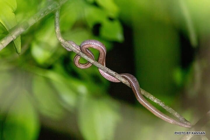 Nocturnal Secrets: Pasir Ris Mangrove Night Walk in Singapore photo 3