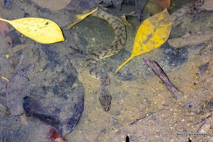 Nocturnal Secrets: Pasir Ris Mangrove Night Walk in Singapore photo 4